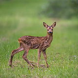 Roe deer